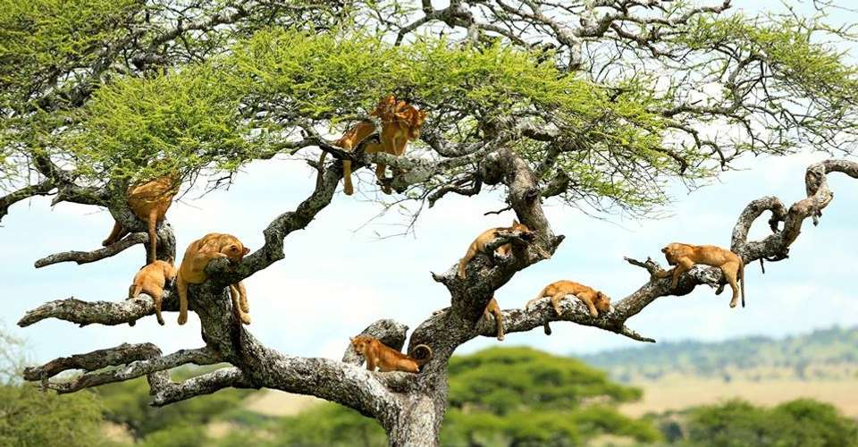 Best of East Africa Wildlife & Safaris - Dahlia Africa - Kenya - Image 2