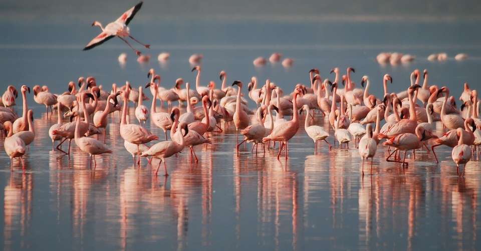 Best of East Africa Wildlife & Safaris - Dahlia Africa - Kenya - Image 4
