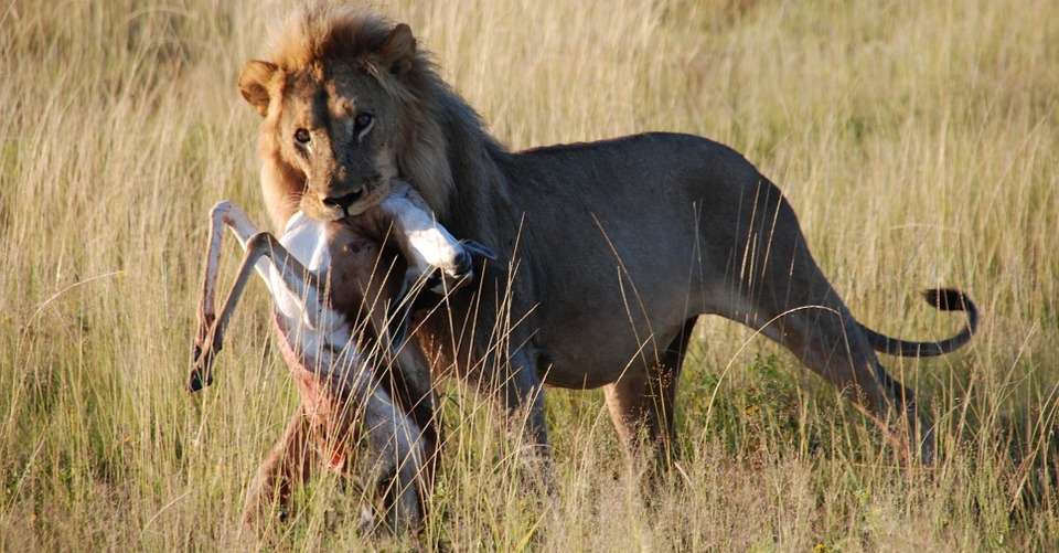 Best of East Africa Wildlife & Safaris - Dahlia Africa - Kenya - Image 5
