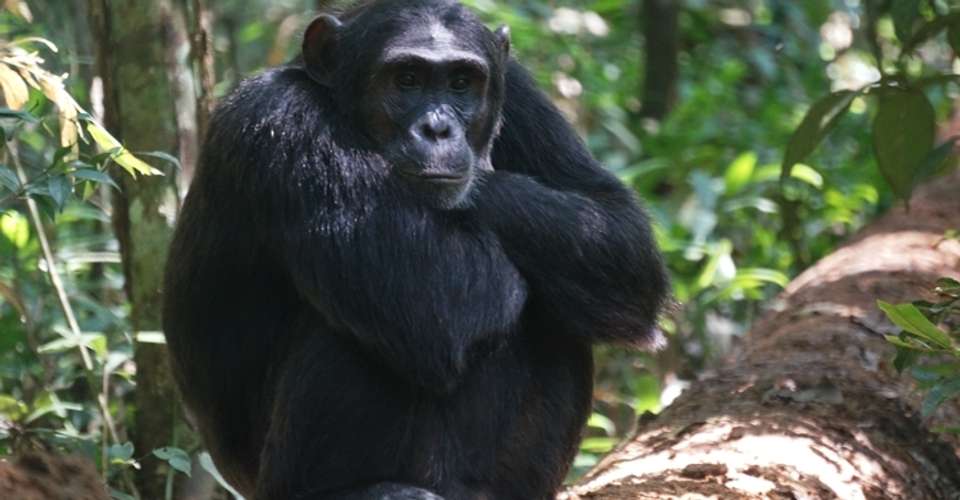 Best of Eastern Uganda Safari - Mak Global Consults Tours & Travel - Uganda - Image 2