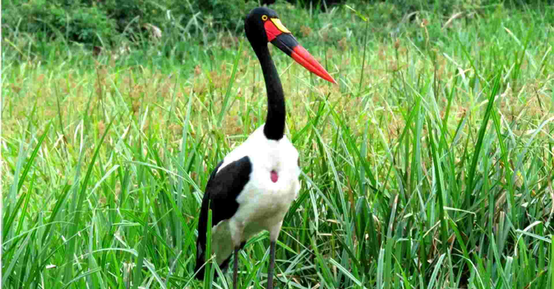 Best of Eastern Uganda Safari