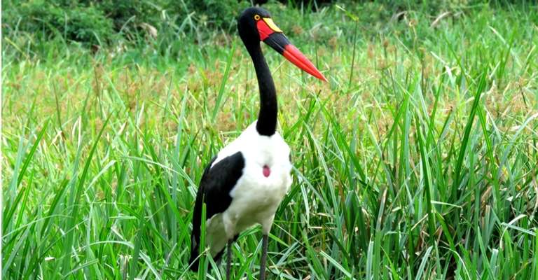 Best of Eastern Uganda Safari
