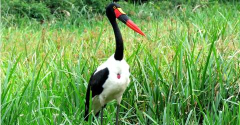 Best Of Eastern Uganda Safari - April 2027