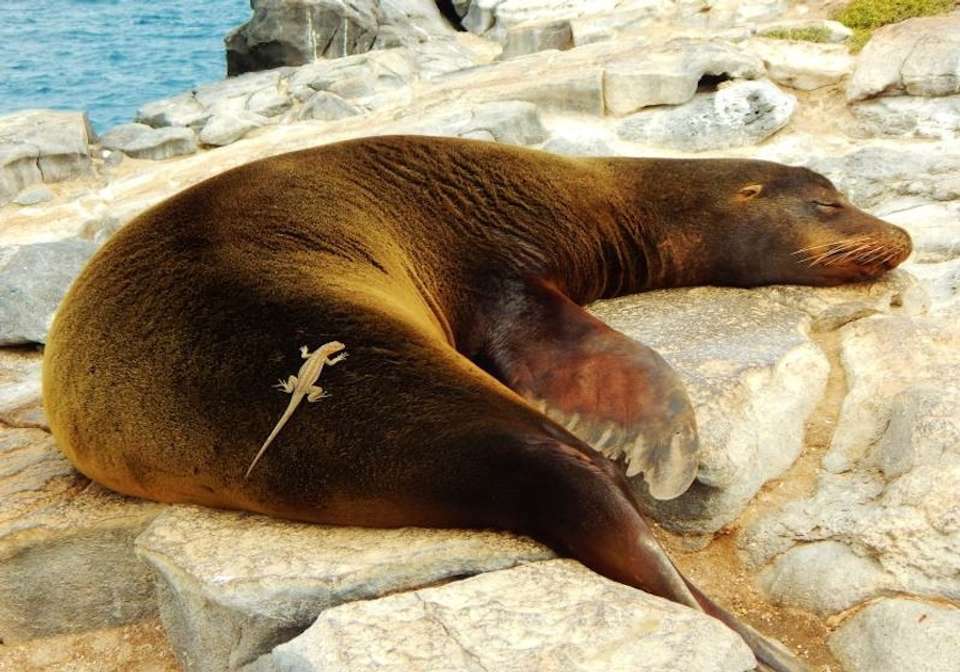 Best of Ecuador and Galapagos Cruise - Indus Travels - Ecuador - Image 7