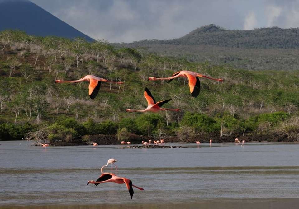 Best of Ecuador and Galapagos Islands - Indus Travels - Ecuador - Image 8