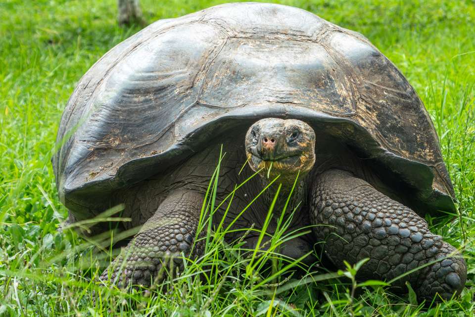 Best of Galapagos - undefined - Image 7