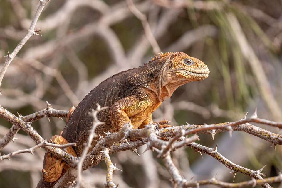 Best of Galapagos - undefined - Image 9
