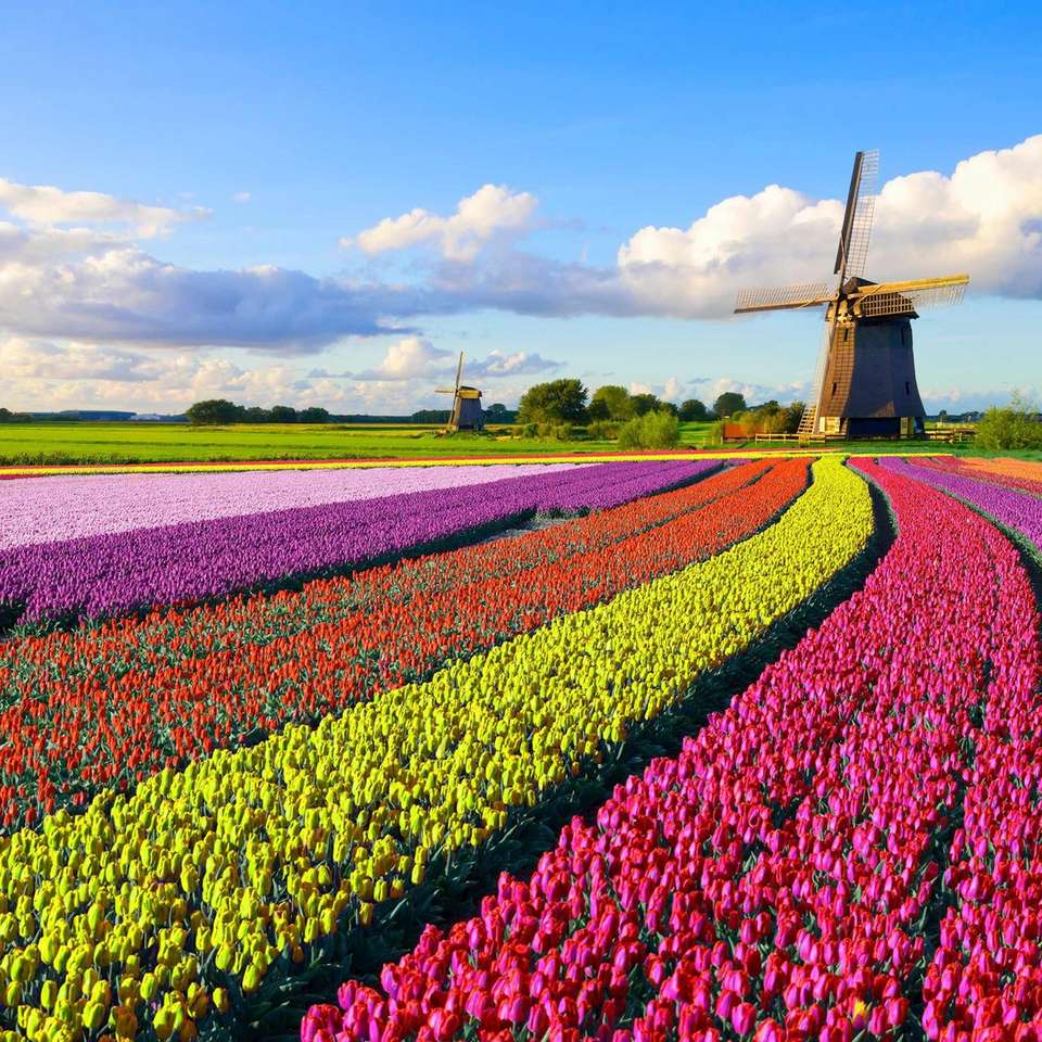 Best of Holland - Trafalgar - Holland - Image 5