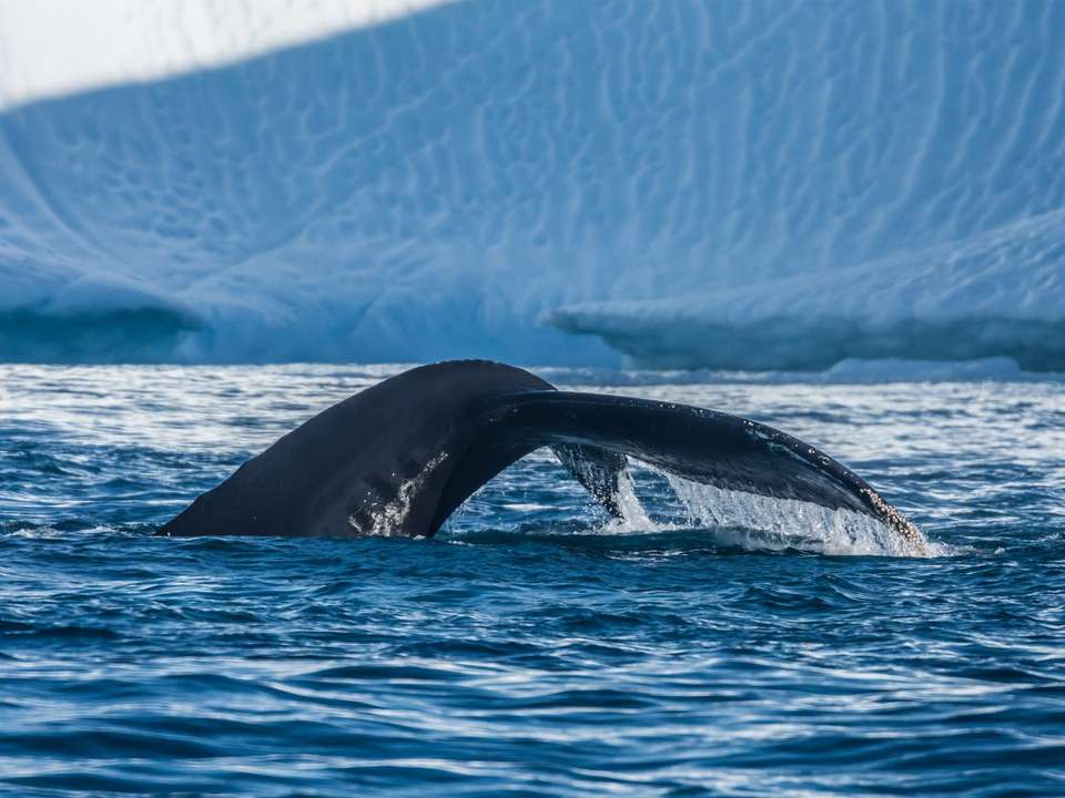 Best of Iceland & Greenland - 15 days - On The Go Tours - Iceland - Image 7
