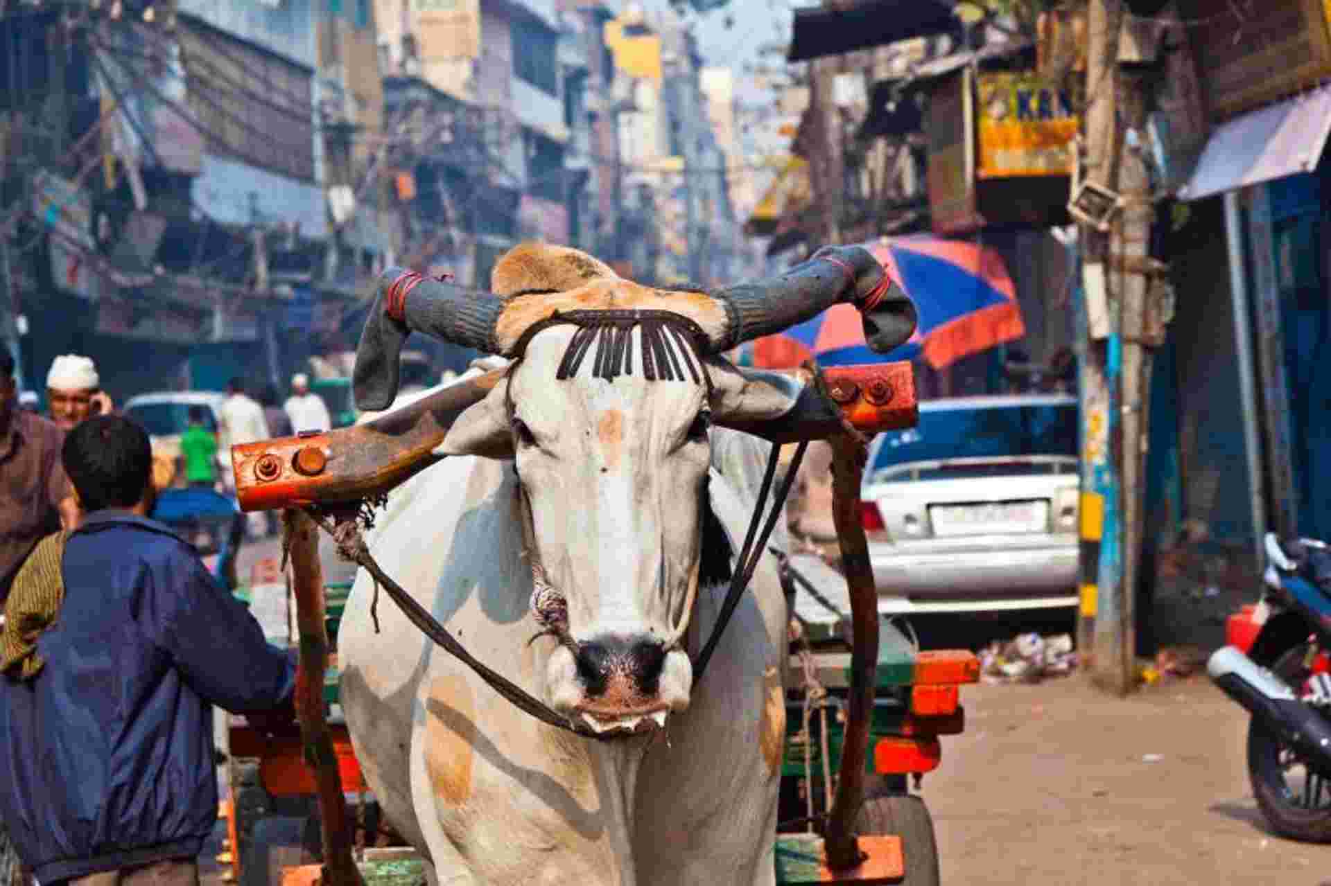 Best of India