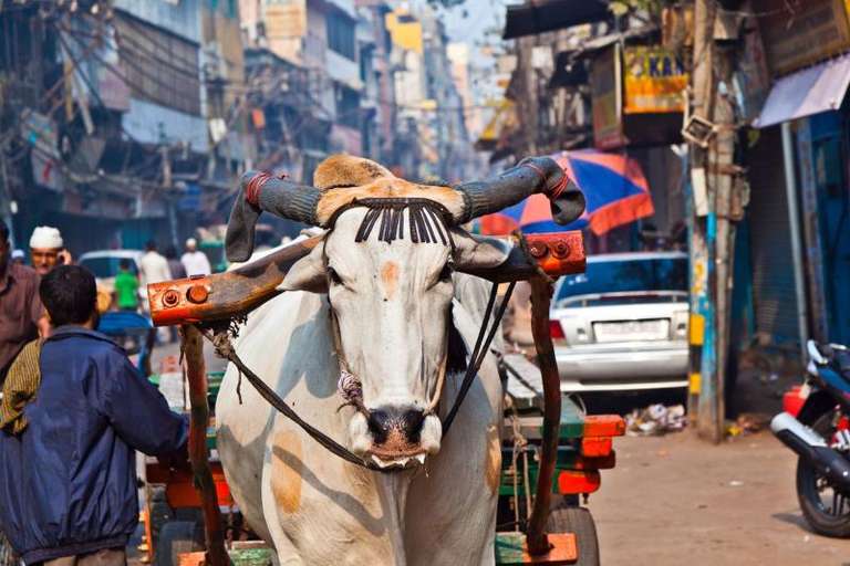 Best of India trip - alternative tour available
