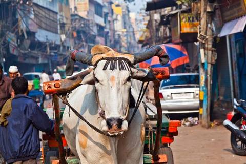 New Delhi Explorer Tour: Best Of India