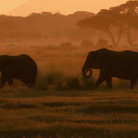 Best Of Kenya And Tanzania 35 To 45