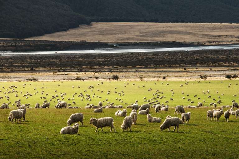 Best Of Northern New Zealand trip - alternative tour available