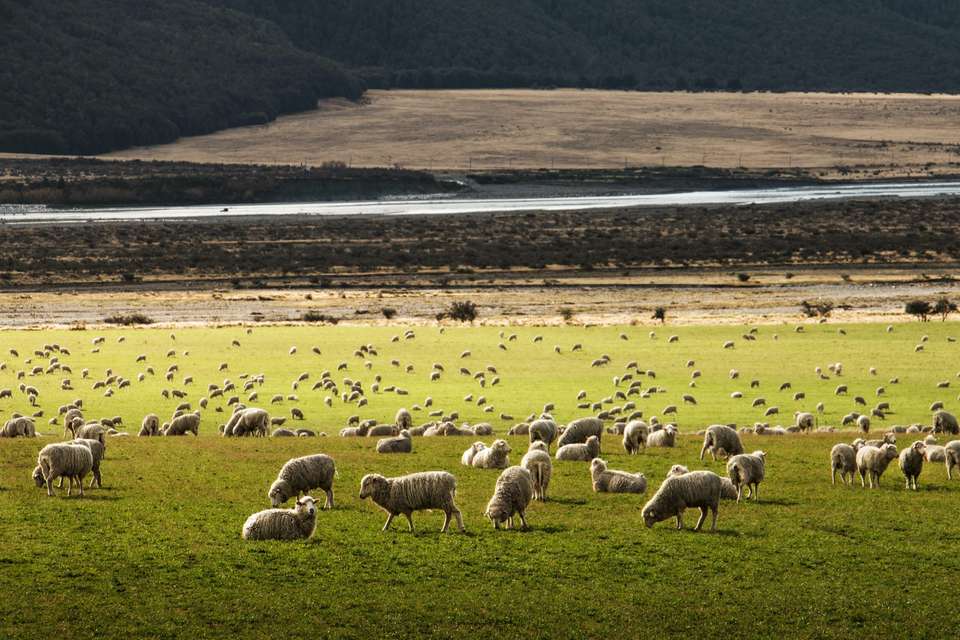 Best Of Northern New Zealand - undefined - Image 1