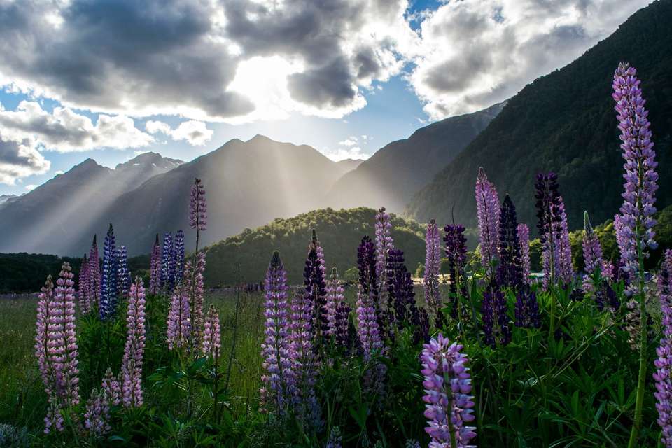Best Of Northern New Zealand - undefined - Image 8