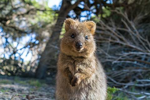 Best Of Perth, Margaret River & Rottnest Island - May 2027