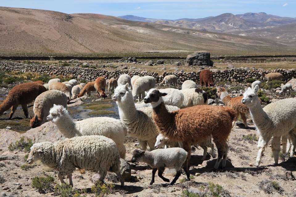 Best of Peru, Argentina & Brazil - Intrepid Travel - Peru - Image 6