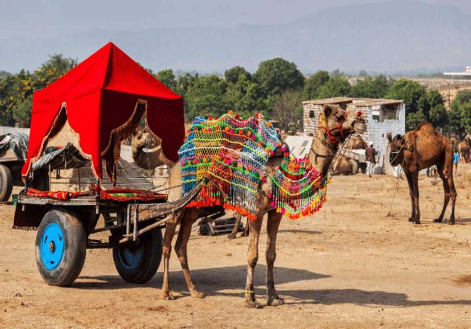Best of Rajasthan and Varanasi - Indus Travels - India - Image 8