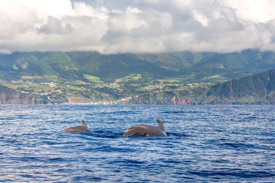 Best Of São Miguel Island - Destination Services - Portugal - Image 3