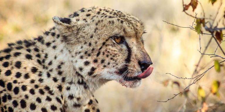 Best of South Africa trip - alternative tour available