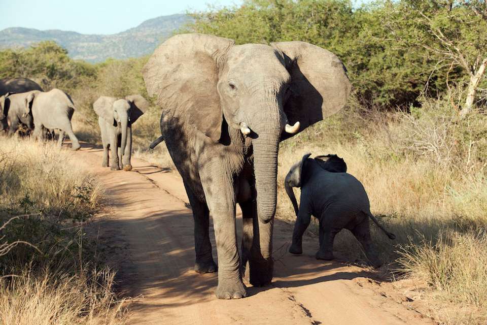 Best of South Africa - Indus Travels - South Africa - Image 4