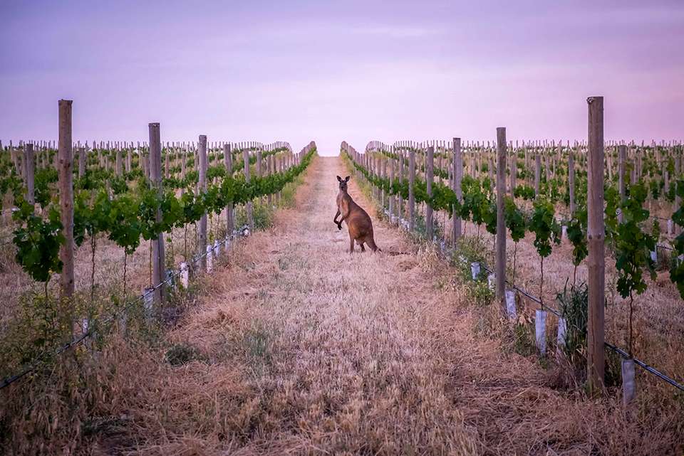 Best of South Australia & Red Centre - undefined - Image 14