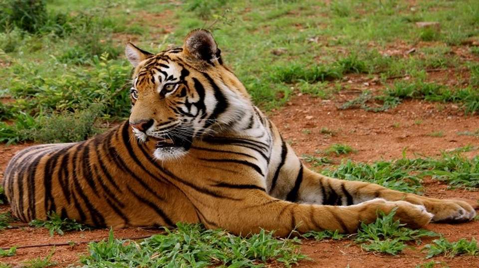 Best of South India: Hill Stations + Wildlife + Kerala - Memorable India Journeys Pvt. Ltd. - India - Image 3