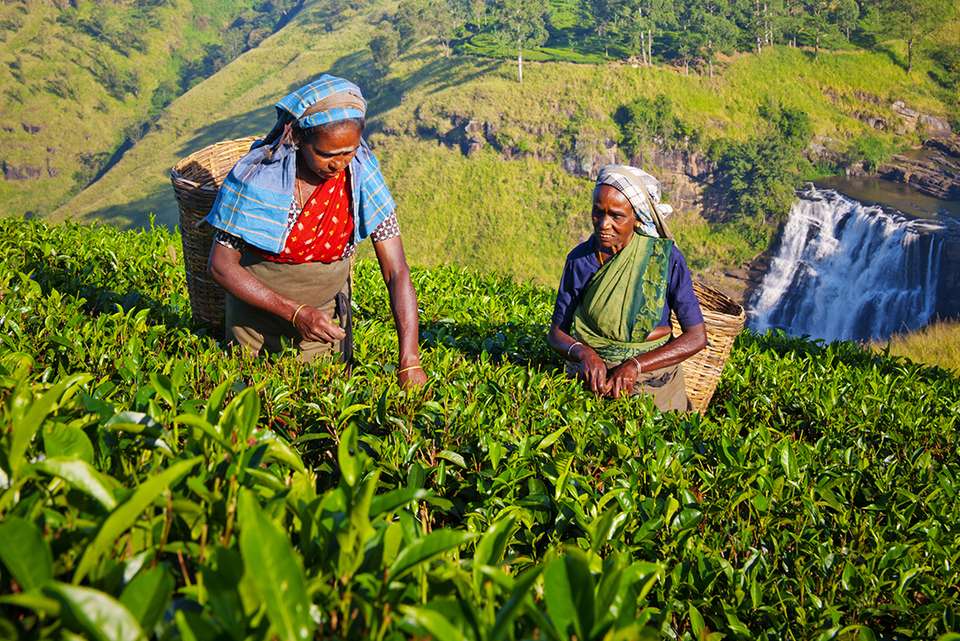 Best of Sri Lanka - Intrepid Travel - Sri Lanka - Image 17