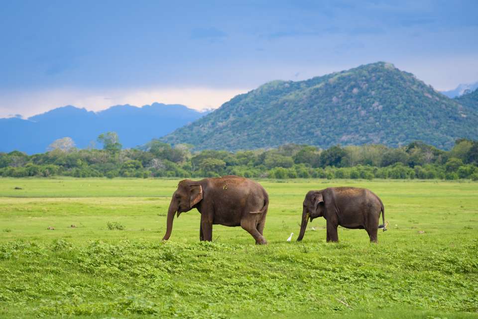 Best of Sri Lanka - Exodus Adventure Travels - Sri Lanka - Image 12