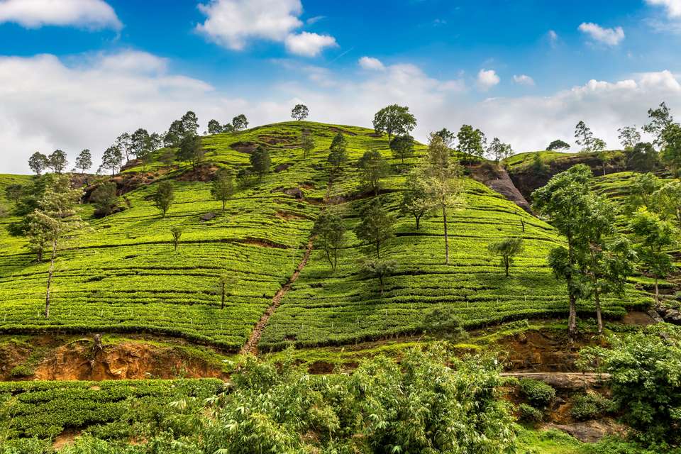 Best of Sri Lanka (2027) - undefined - Image 13