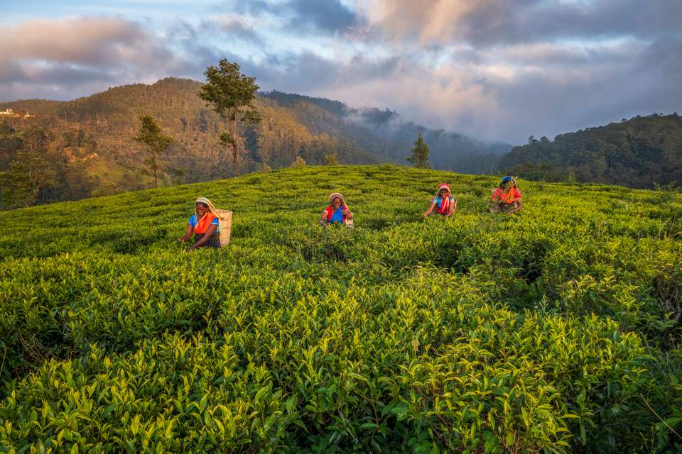 Best of Sri Lanka (2027) - undefined - Image 11