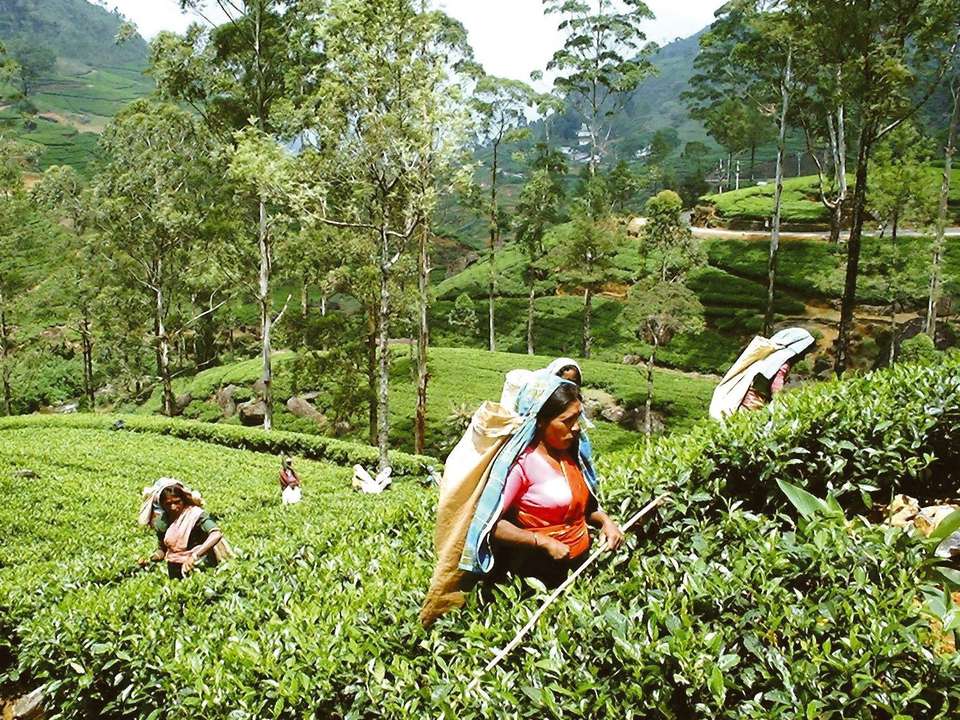 Best of Sri Lanka & Beach - 12 days - On The Go Tours - Sri Lanka - Image 3