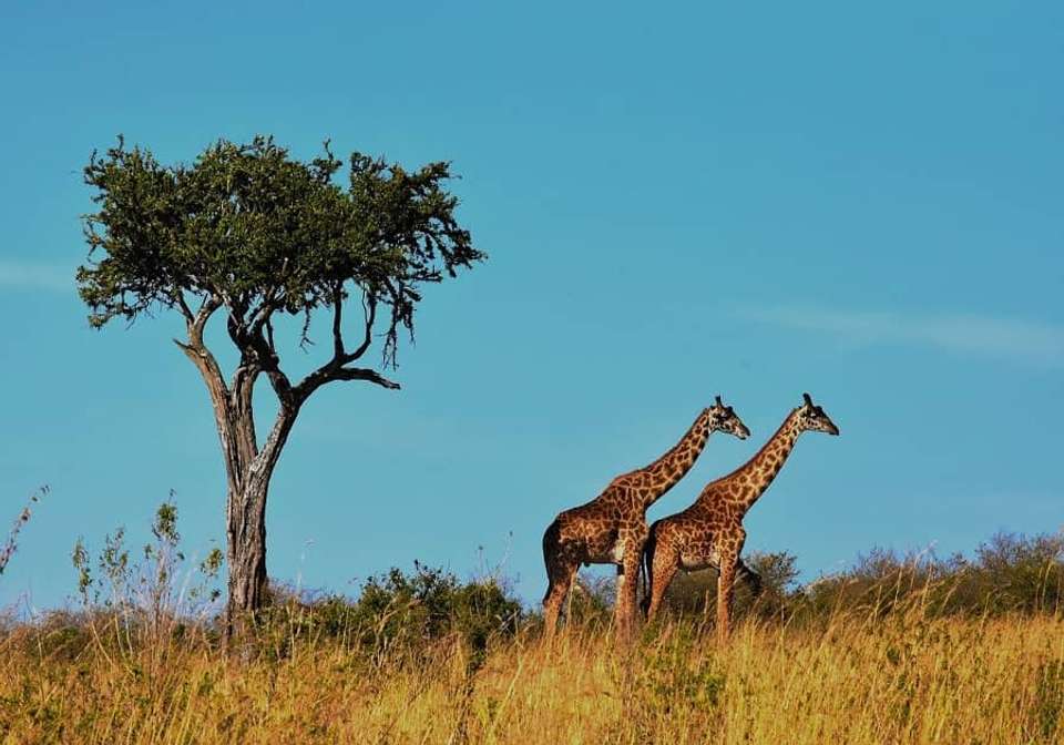 Scenic Kenya and Zanzibar - undefined - Image 5