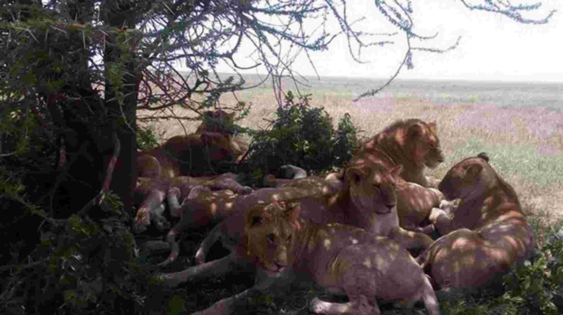 Best of Tanzania Safari Luxury Adventure Tour