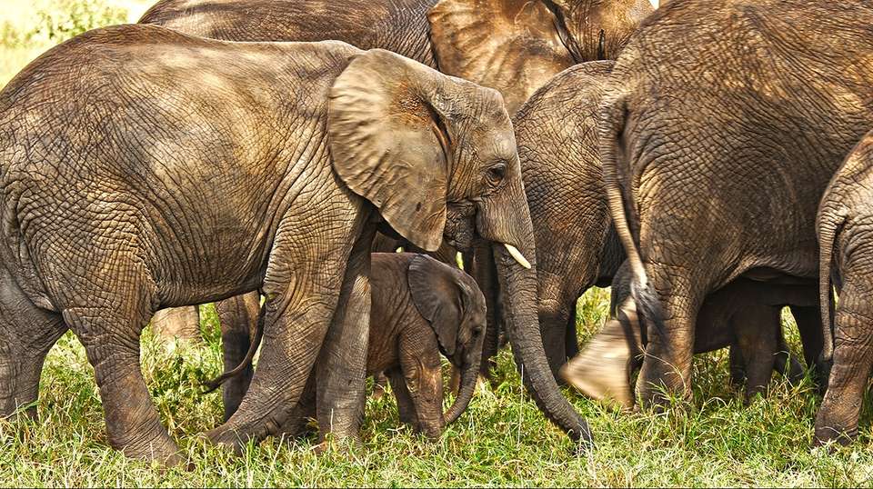 Best of Tanzania: Northern Circuit in Six Days - Safaribook - Tanzania - Image 2