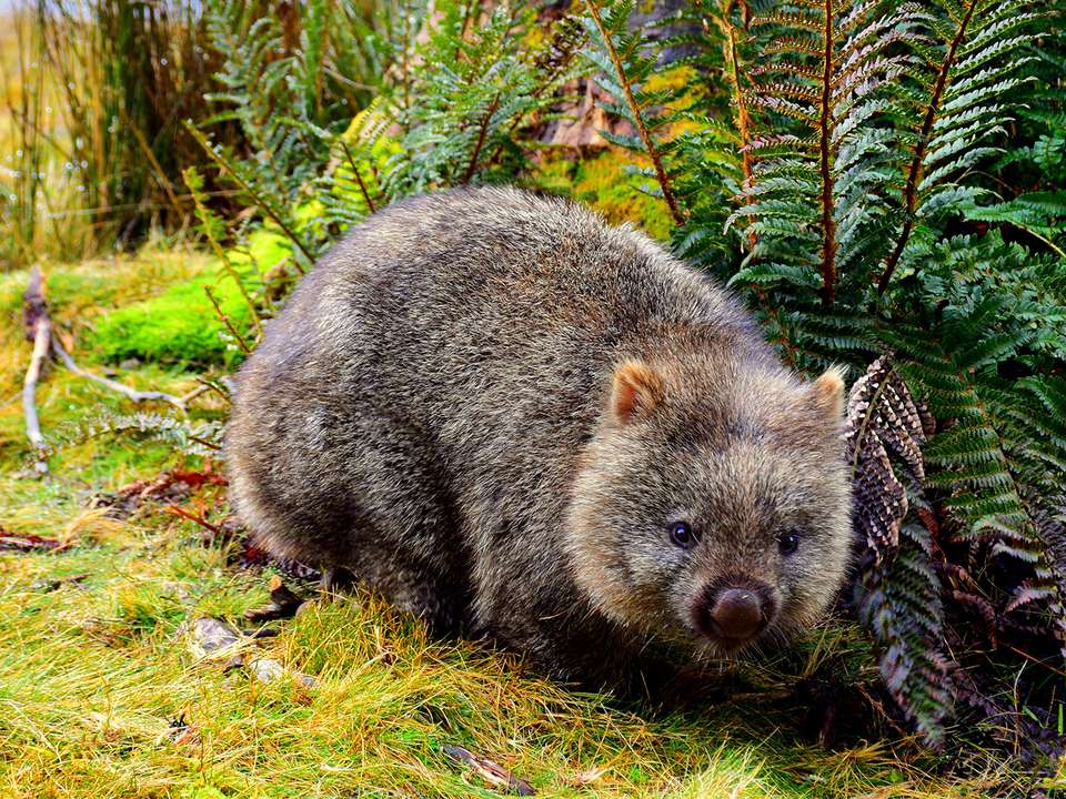 Best of Tasmania - 10 days - On The Go Tours - Australia - Image 3