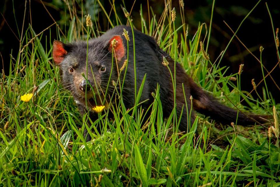 Best of Tasmania - Intrepid Travel - Australia - Image 14