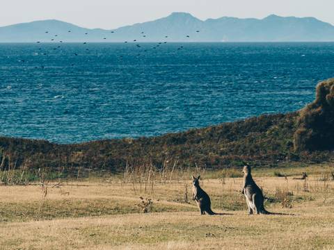 Best Of Tasmania’s Heartlands - 4 Days - March 2027