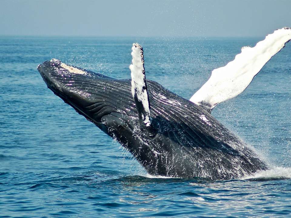 Best of the Bay of Fundy - 7 days - On The Go Tours - Canada - Image 3