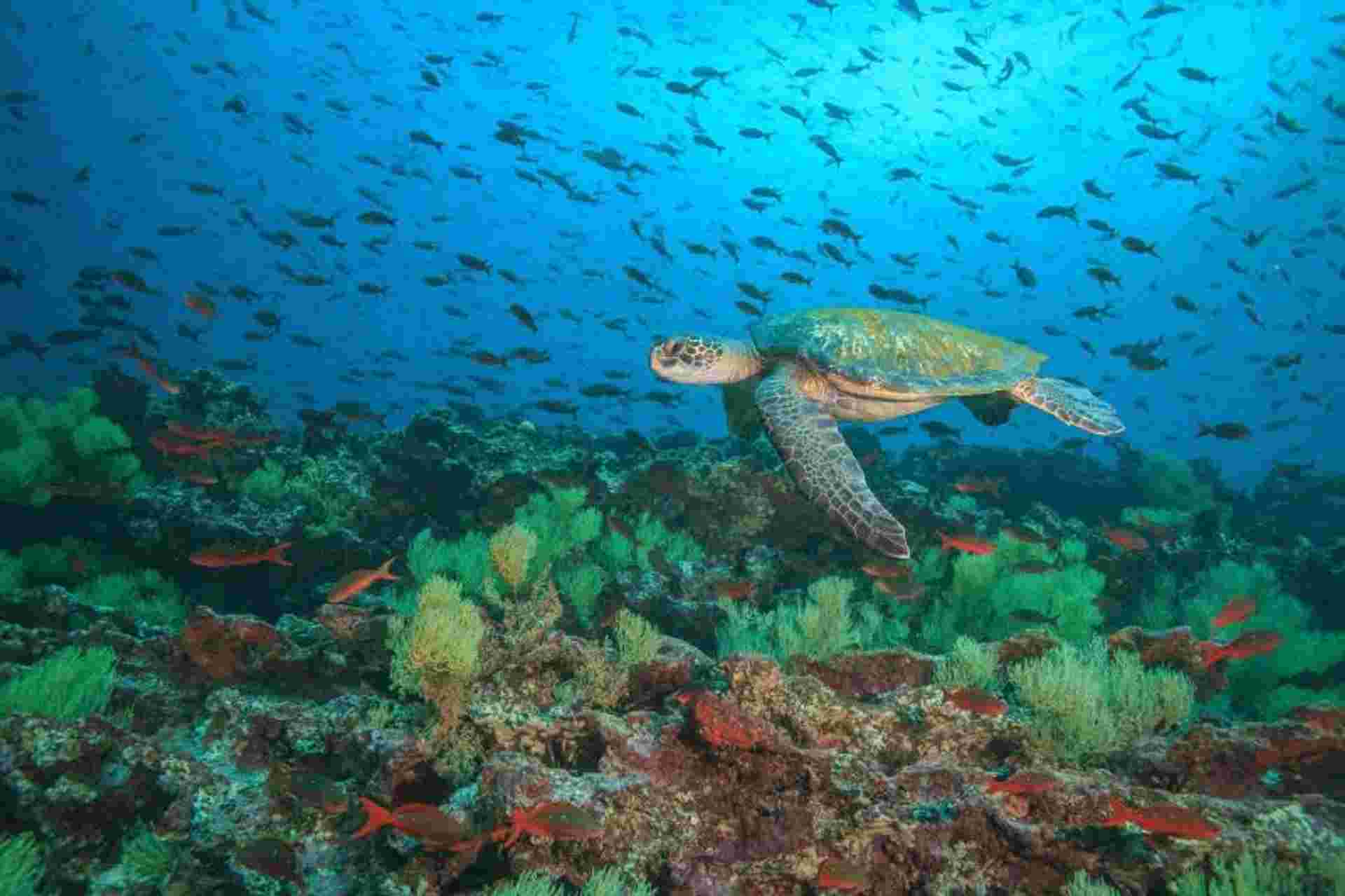 Best of the Galapagos