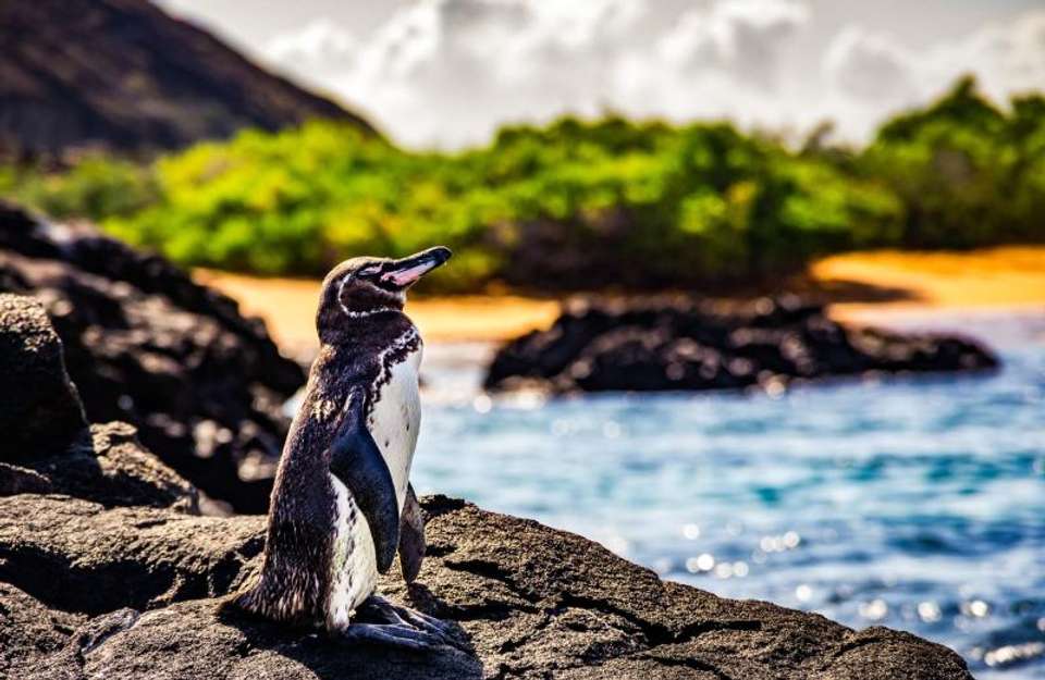 Best of the Galapagos - Encounters Travel - Ecuador - Image 3