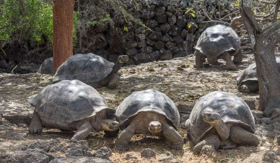 Best of the Galapagos - Encounters Travel - Ecuador - Image 5