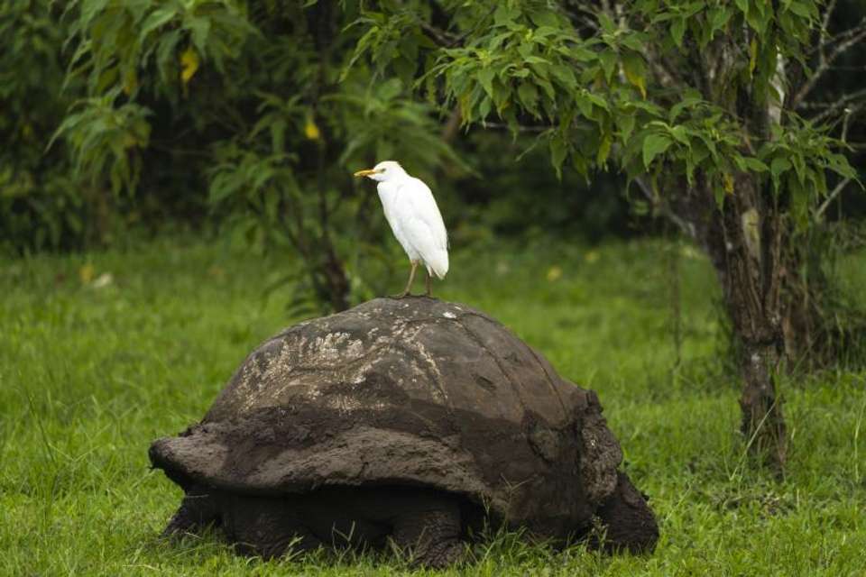 Best of the Galapagos - Encounters Travel - Ecuador - Image 7