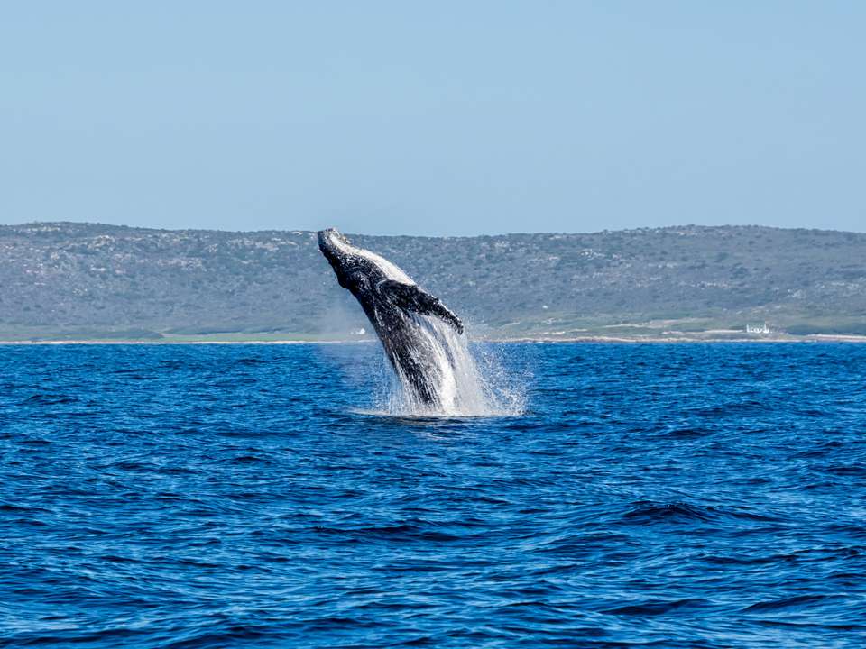 Best of the Garden Route - Premium Adventure - undefined - Image 10