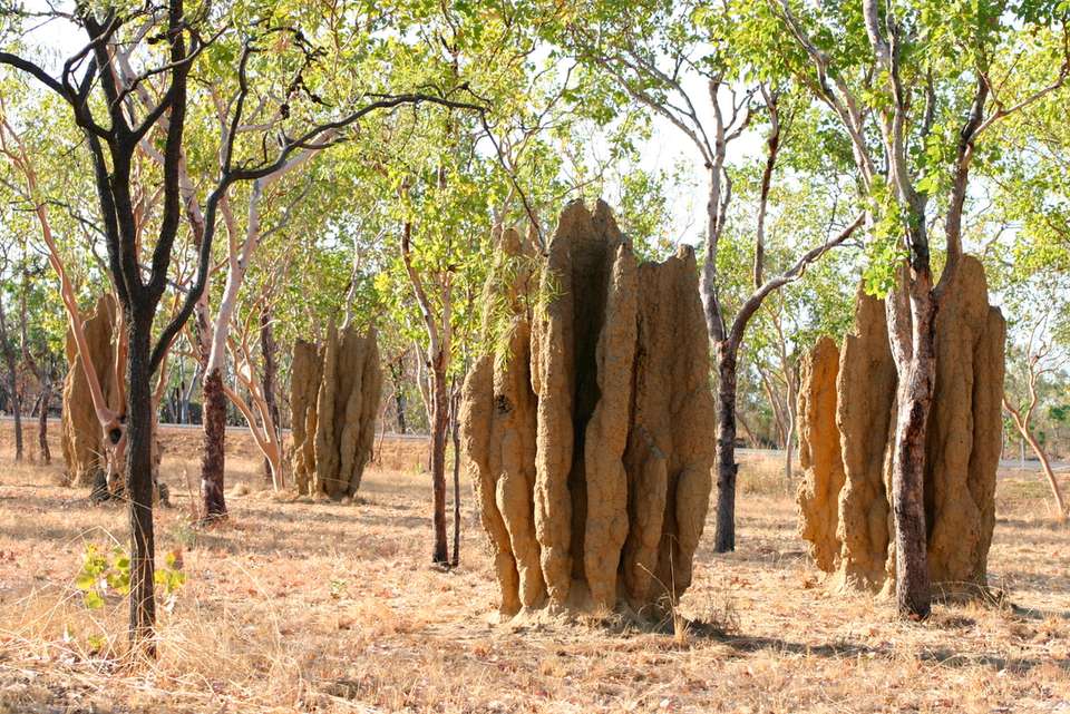 Best of the Top End & Kakadu - Intrepid Travel - Australia - Image 5