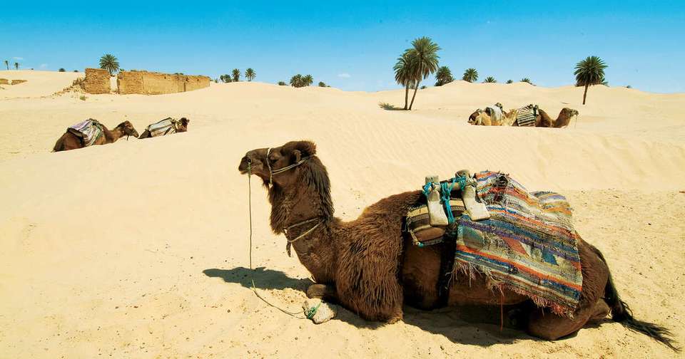 Best of Tunisia - Explore - Tunisia - Image 16