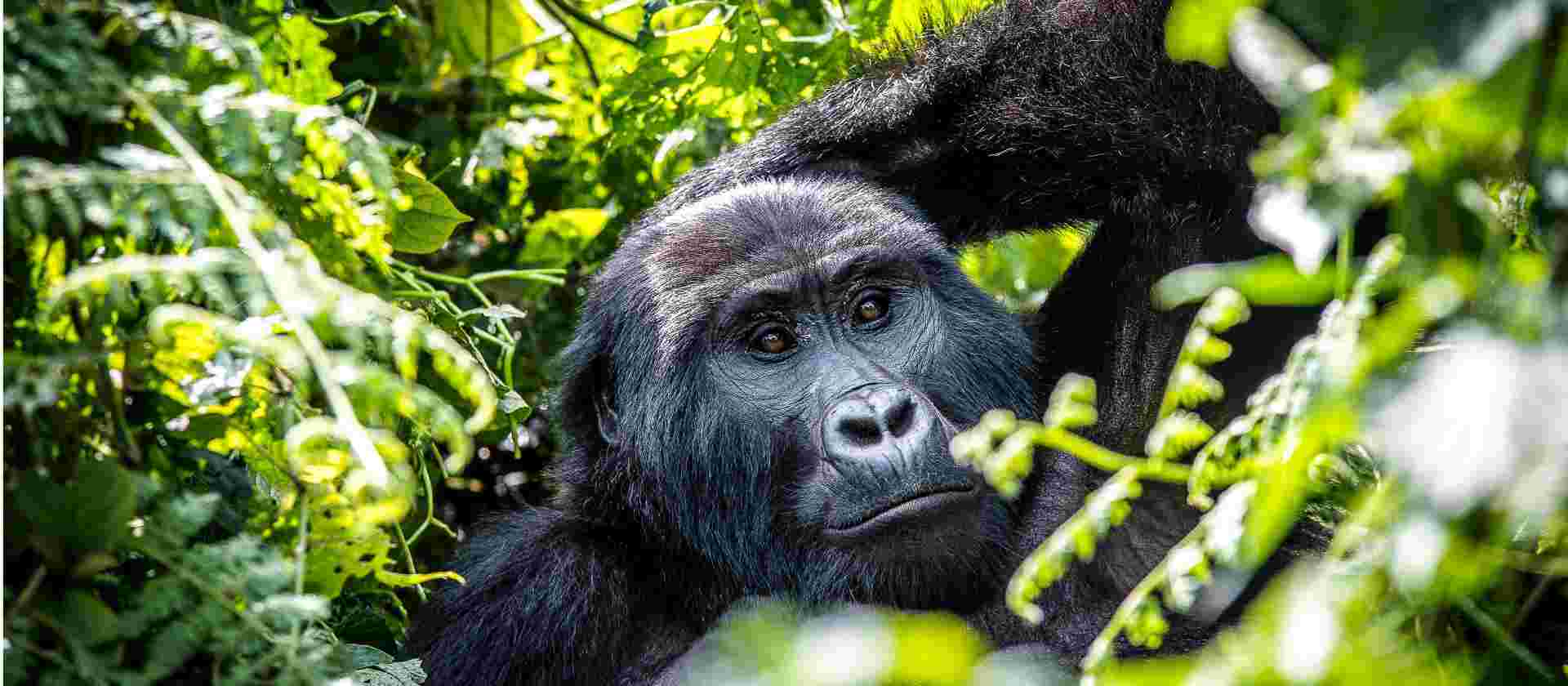 Best of Uganda
