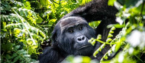 Best Of Uganda - 10 Days