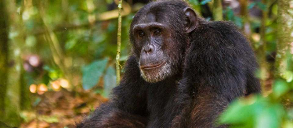 Best of Uganda - World Expeditions - Uganda - Image 3